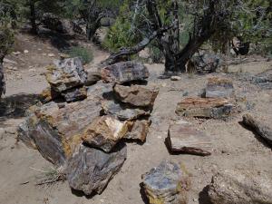 Petrified Wood_1 Escalante State Park-Escalante Utah